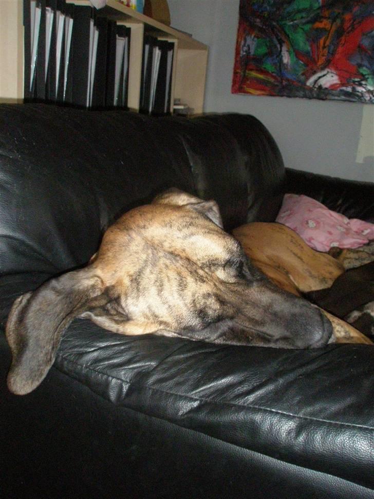 Grand danois Kaika billede 7