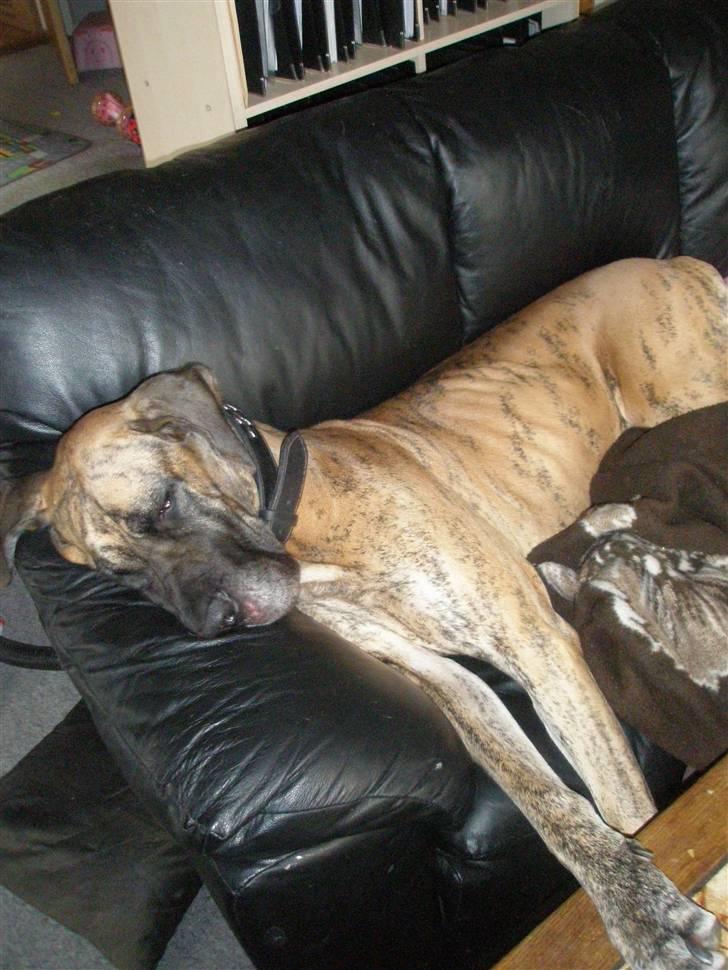 Grand danois Kaika billede 8