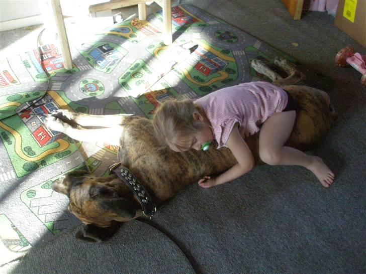 Grand danois Kaika billede 10