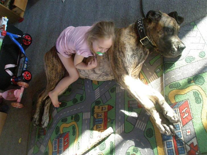 Grand danois Kaika billede 11