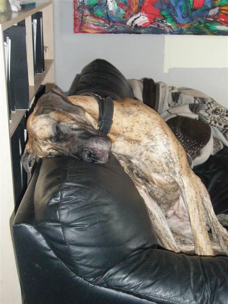 Grand danois Kaika billede 12