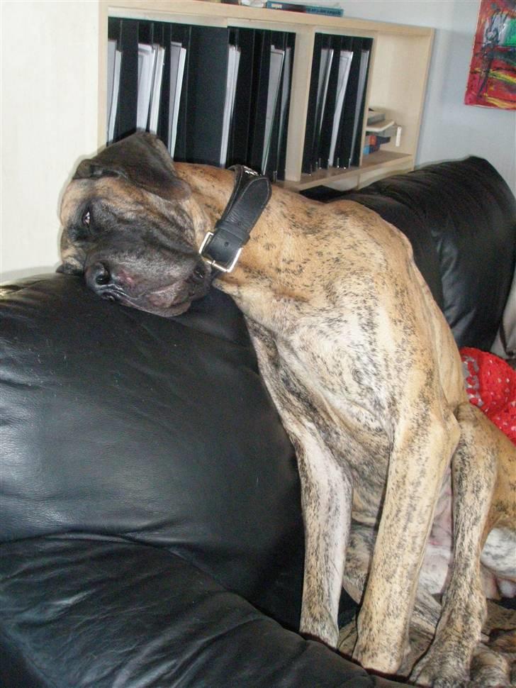 Grand danois Kaika billede 13