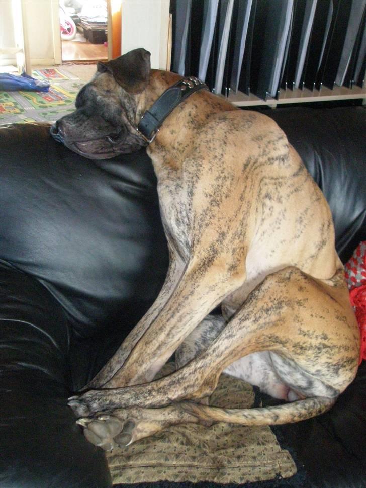 Grand danois Kaika billede 14