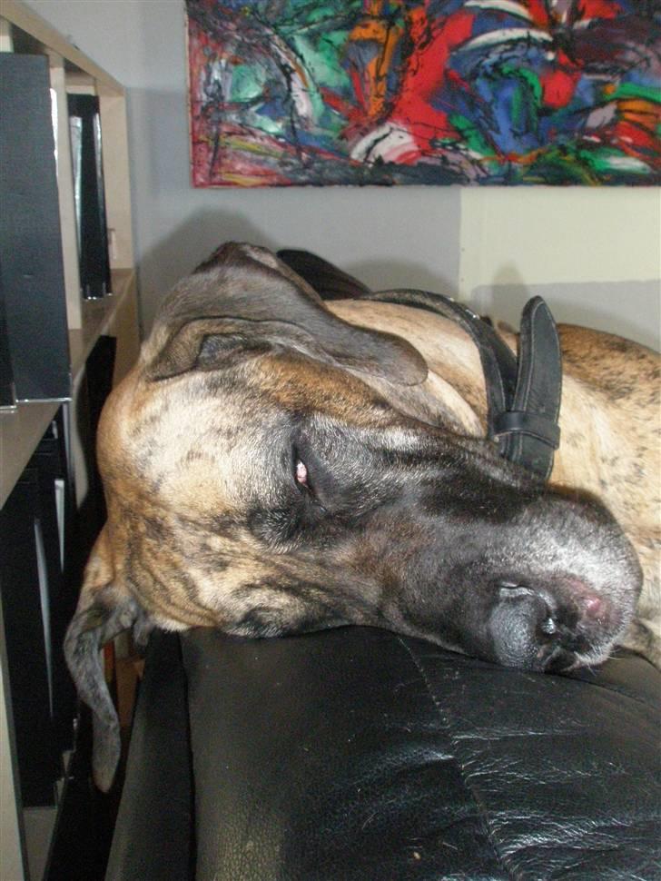 Grand danois Kaika billede 15