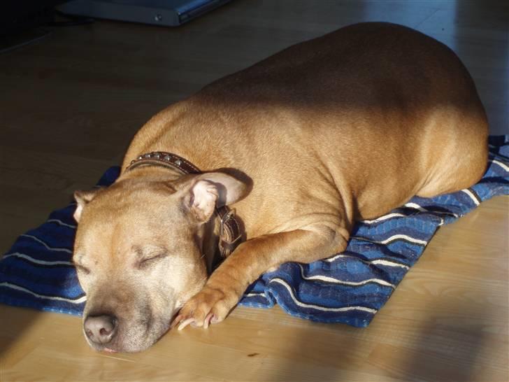 Staffordshire bull terrier Molly - Molly på sin yndlingsplads i solen billede 1