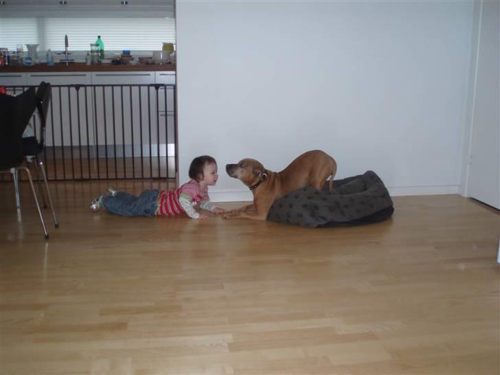 Staffordshire bull terrier Molly - Molly og Esther leger. billede 2