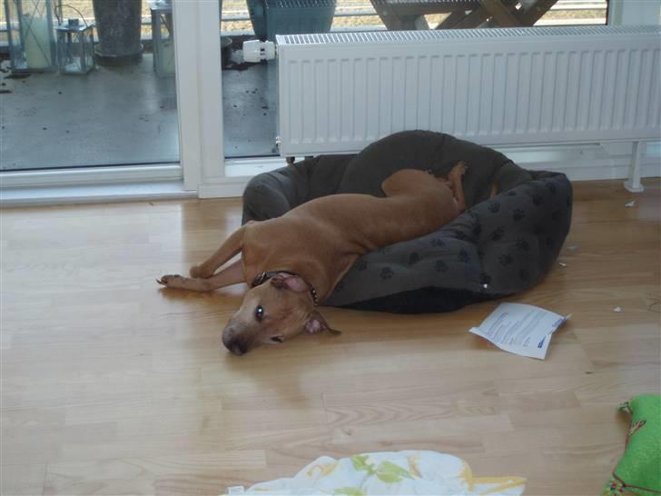 Staffordshire bull terrier Molly - Molly elskede at lege med papir, og efter en god legetur bliver man jo lidt træt :-) billede 3