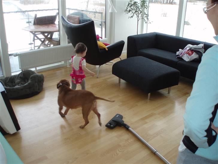 Staffordshire bull terrier Molly - molly og Esther leger. billede 4