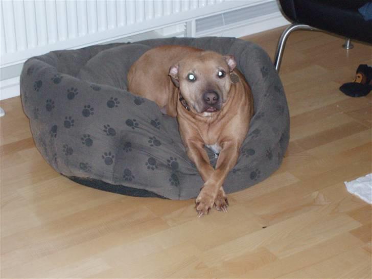 Staffordshire bull terrier Molly - Molly billede 5