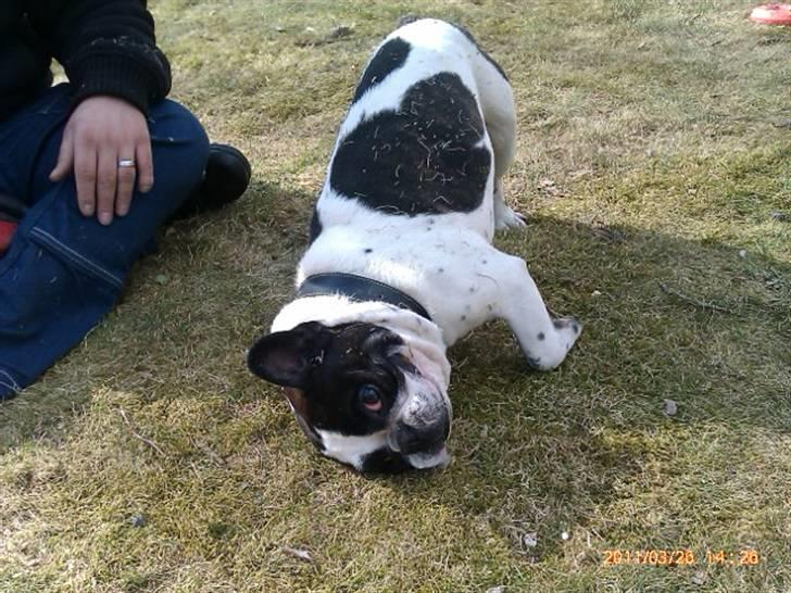 Fransk bulldog Zeus billede 8