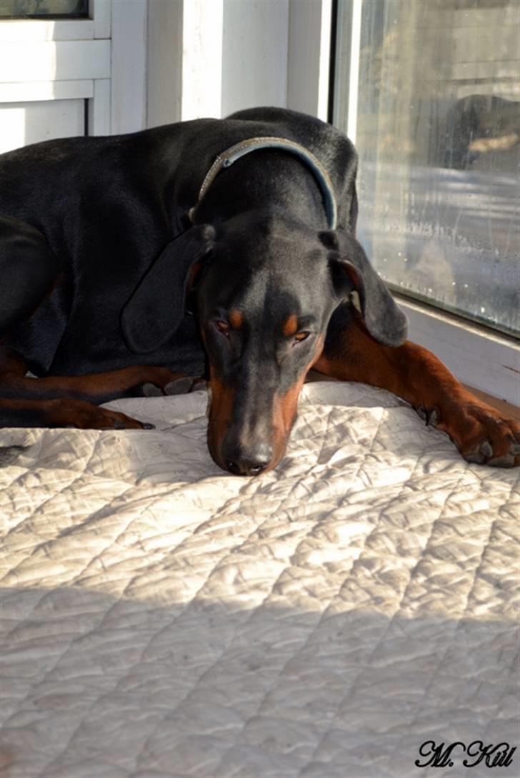 Dobermann *Watchout Diablo* - The devil him self ;) billede 15