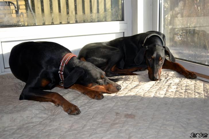 Dobermann *Watchout Diablo* - Putter sammen med big sis :) billede 16
