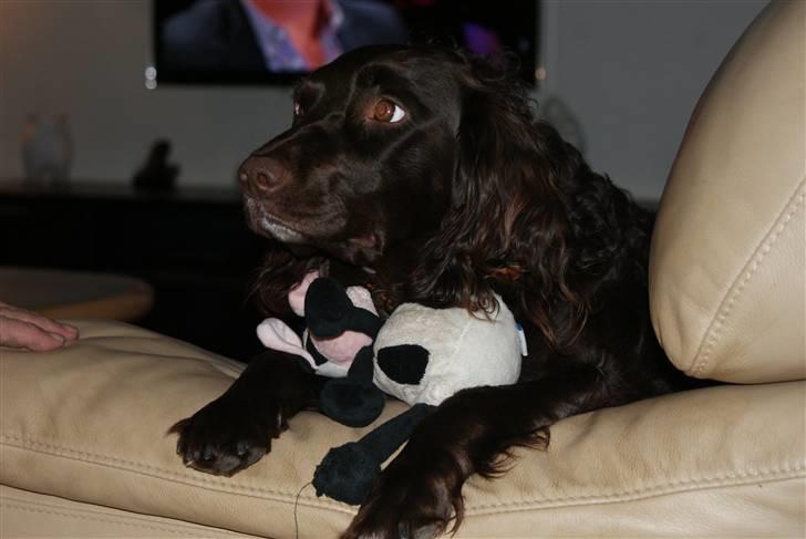 Tysk wachtelhund Uta Vom Rottenbach (R.I.P) billede 9