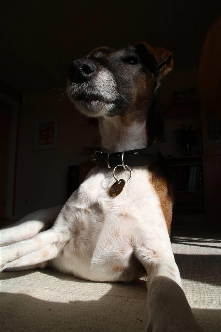Glathåret foxterrier Ricko - Når det er for koldt til og dase i solen udenfor, må man indtage gulvtæppet indenfor! : D - Billede taget af mig. billede 7