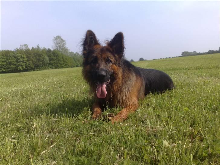 Schæferhund Elverhøj Amigo - Billedet er hvor han slapper af efter en lang gå-tur. billede 1