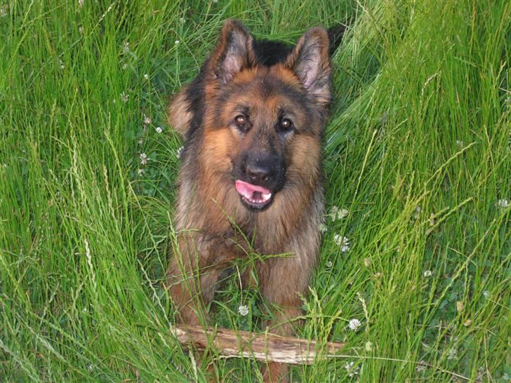 Schæferhund Elverhøj Amigo - Hygger sig i det høje græs med sin pind billede 2