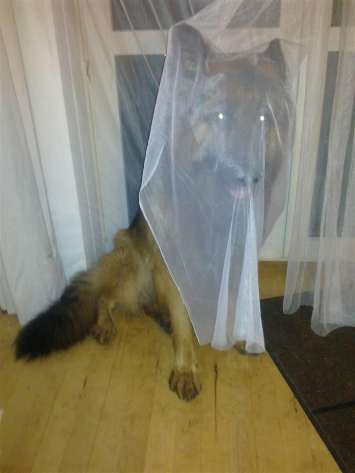 Schæferhund Elverhøj Amigo - Halloween billede 3