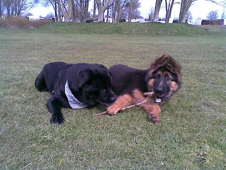 Schæferhund Elverhøj Amigo - Amigo som lille-bitte, som leger med sin ven balou billede 4