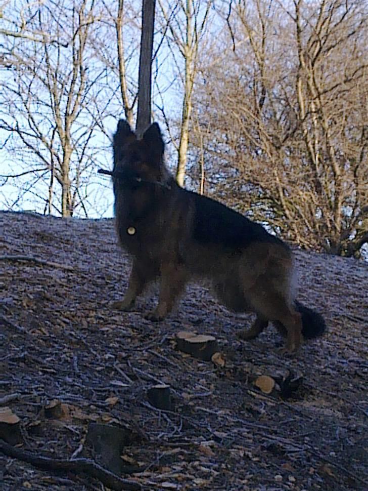 Schæferhund Elverhøj Amigo billede 5