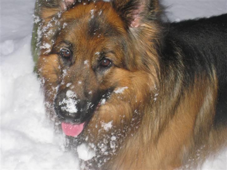 Schæferhund Elverhøj Amigo - Amigo leger i sneen billede 6