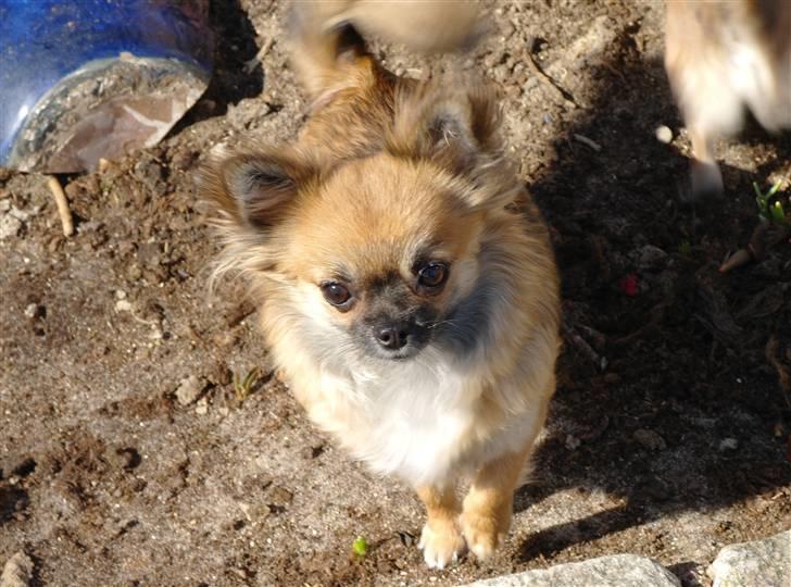 Chihuahua brinda billede 12