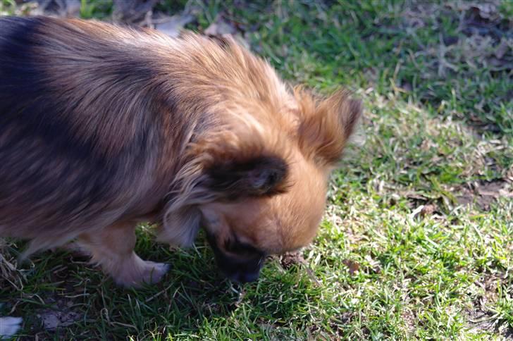 Chihuahua brinda billede 13