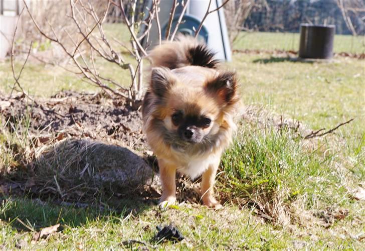 Chihuahua brinda billede 14