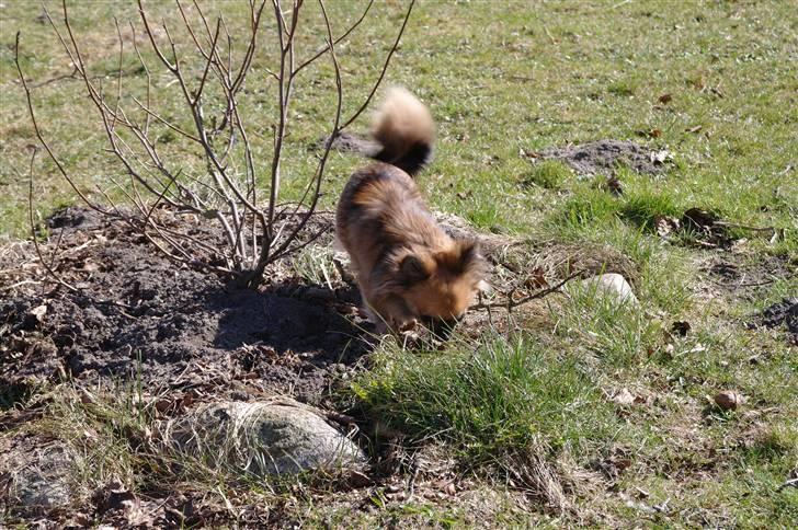 Chihuahua brinda billede 15