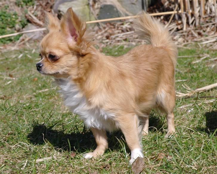 Chihuahua kiki billede 15