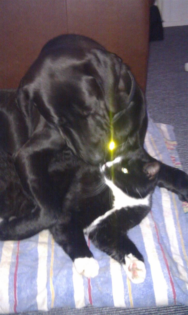 Blanding af racer THOR billede 1