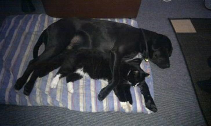 Blanding af racer THOR billede 2