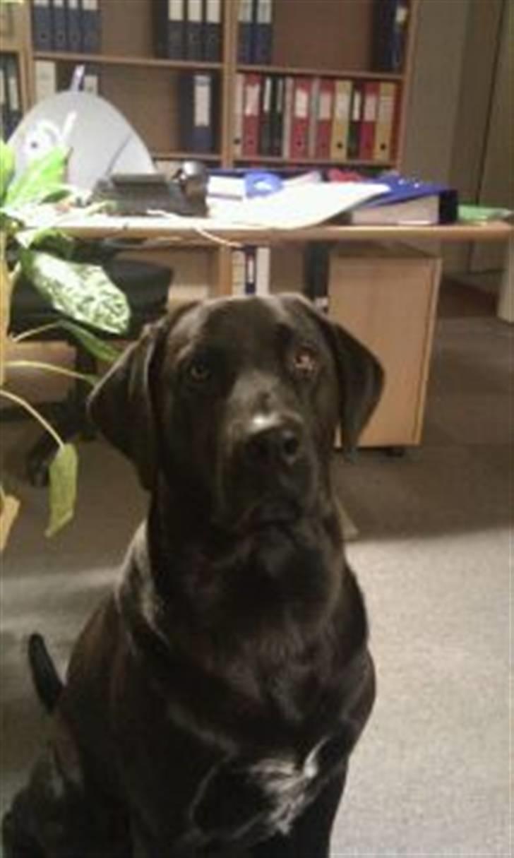 Blanding af racer THOR billede 3