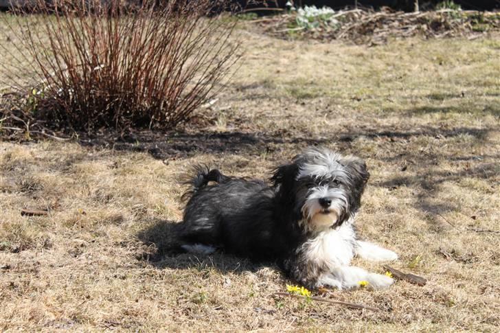 Bichon havanais Jabir's Danés El es Macho - Forårs glad smages der på erantis billede 7