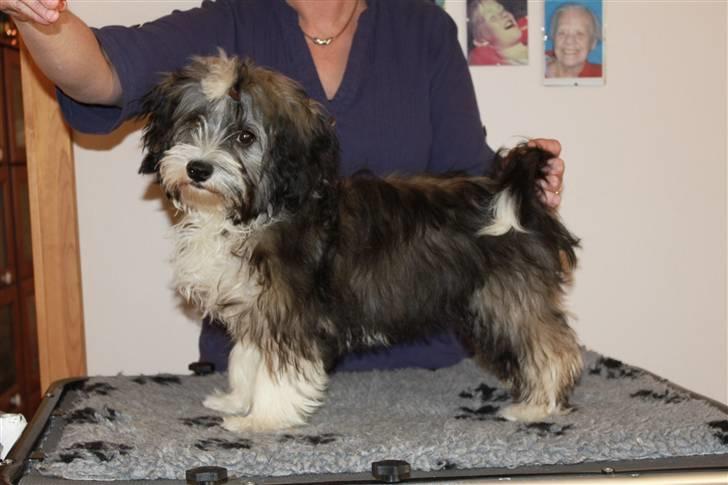 Bichon havanais Jabir's Danés El es Macho - Øver i at "stå" billede 8