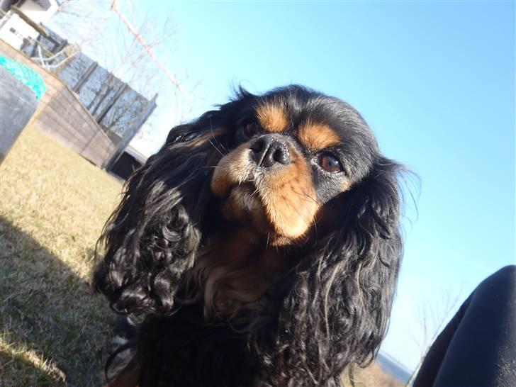 Cavalier king charles spaniel CF's Daisy (Fifi) billede 1