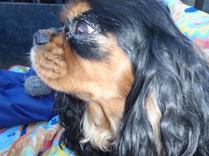 Cavalier king charles spaniel CF's Daisy (Fifi) billede 2