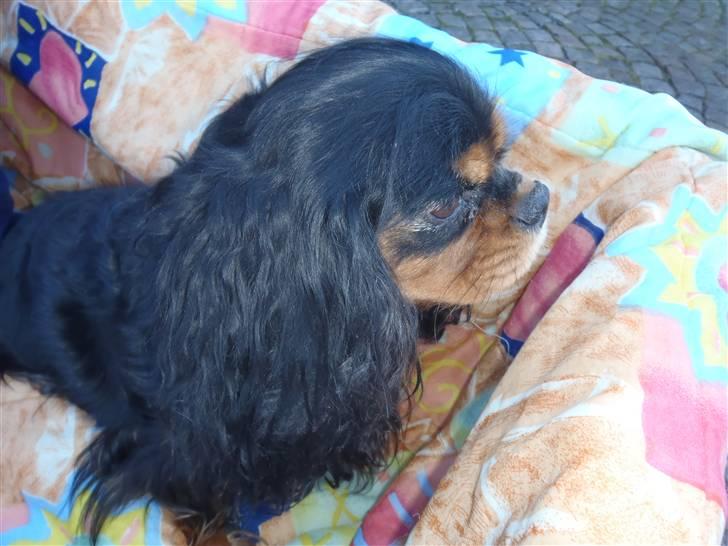 Cavalier king charles spaniel CF's Daisy (Fifi) billede 3