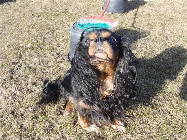 Cavalier king charles spaniel CF's Daisy (Fifi) billede 4