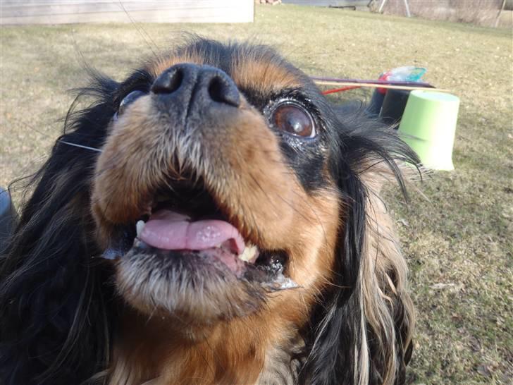 Cavalier king charles spaniel CF's Daisy (Fifi) billede 5