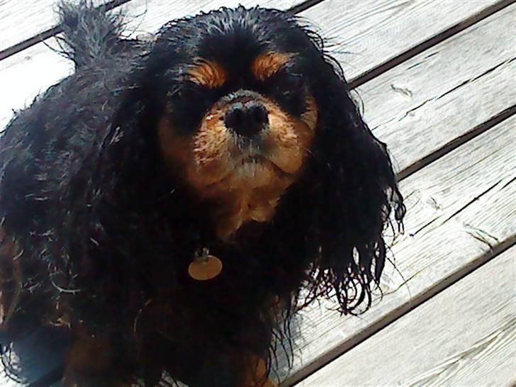 Cavalier king charles spaniel CF's Daisy (Fifi) billede 6