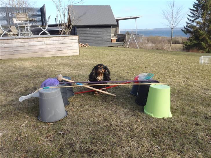 Cavalier king charles spaniel CF's Daisy (Fifi) billede 7