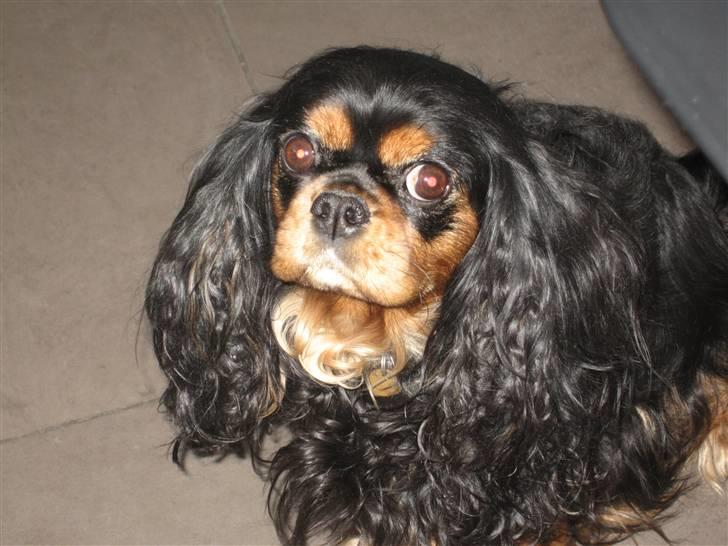 Cavalier king charles spaniel CF's Daisy (Fifi) billede 8