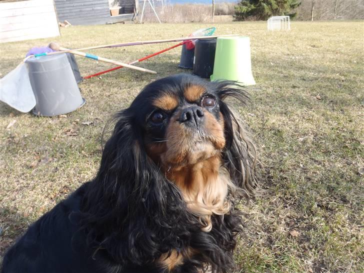 Cavalier king charles spaniel CF's Daisy (Fifi) billede 9