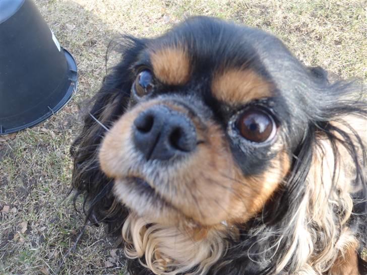 Cavalier king charles spaniel CF's Daisy (Fifi) billede 10