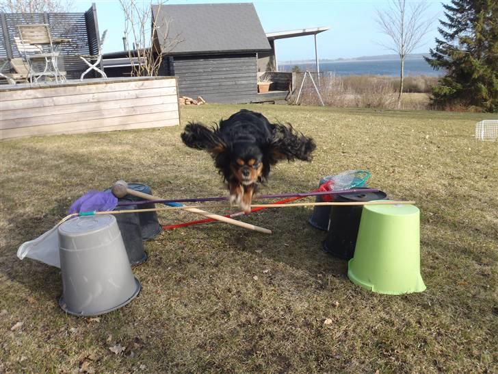 Cavalier king charles spaniel CF's Daisy (Fifi) billede 11