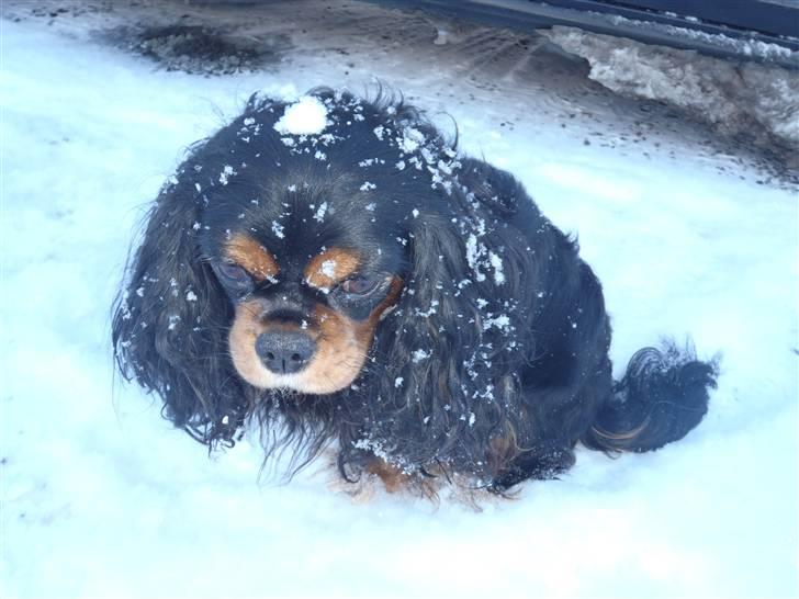 Cavalier king charles spaniel CF's Daisy (Fifi) billede 12