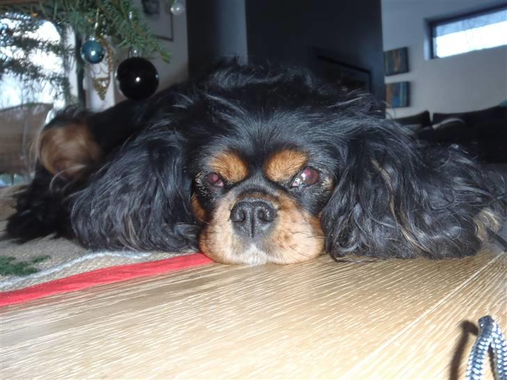 Cavalier king charles spaniel CF's Daisy (Fifi) billede 13