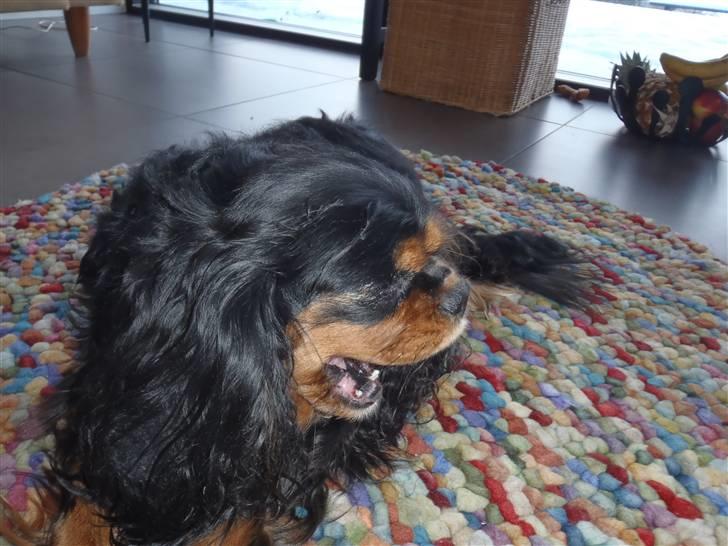 Cavalier king charles spaniel CF's Daisy (Fifi) billede 14