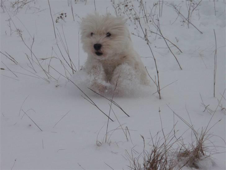West highland white terrier Minnie - Min babypige i sneen ;)<3 Hun er bare for sød! billede 2