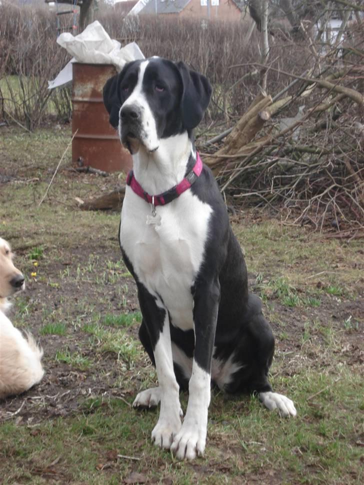 Blanding af racer Martha billede 11